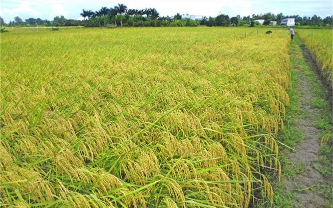 Binh Giang farmer cultivates world's best rice